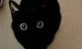 ɫ̿ڹ˾,ڹ